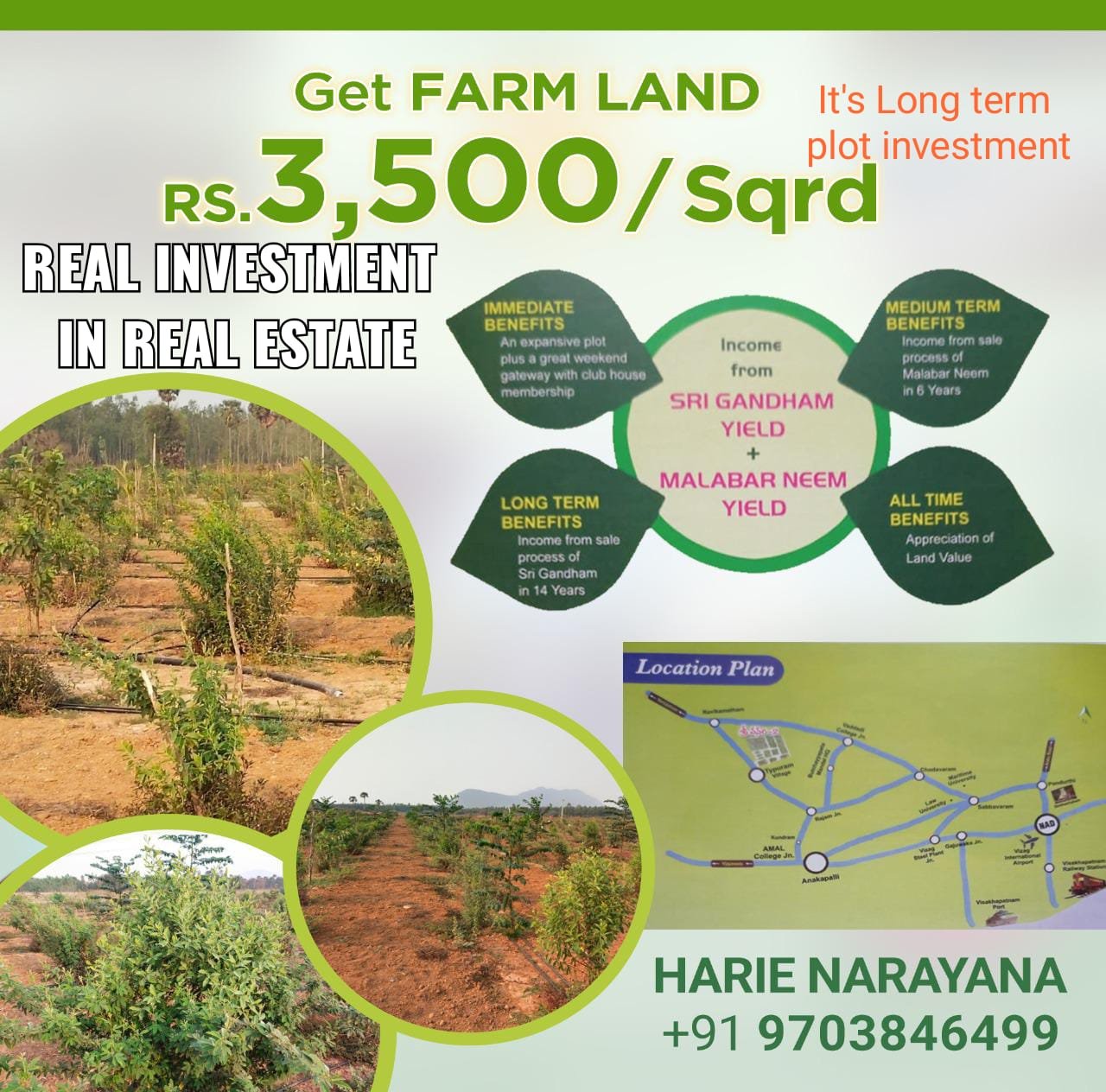 A seven-year old sandal plantation on farm land. | Download Scientific  Diagram