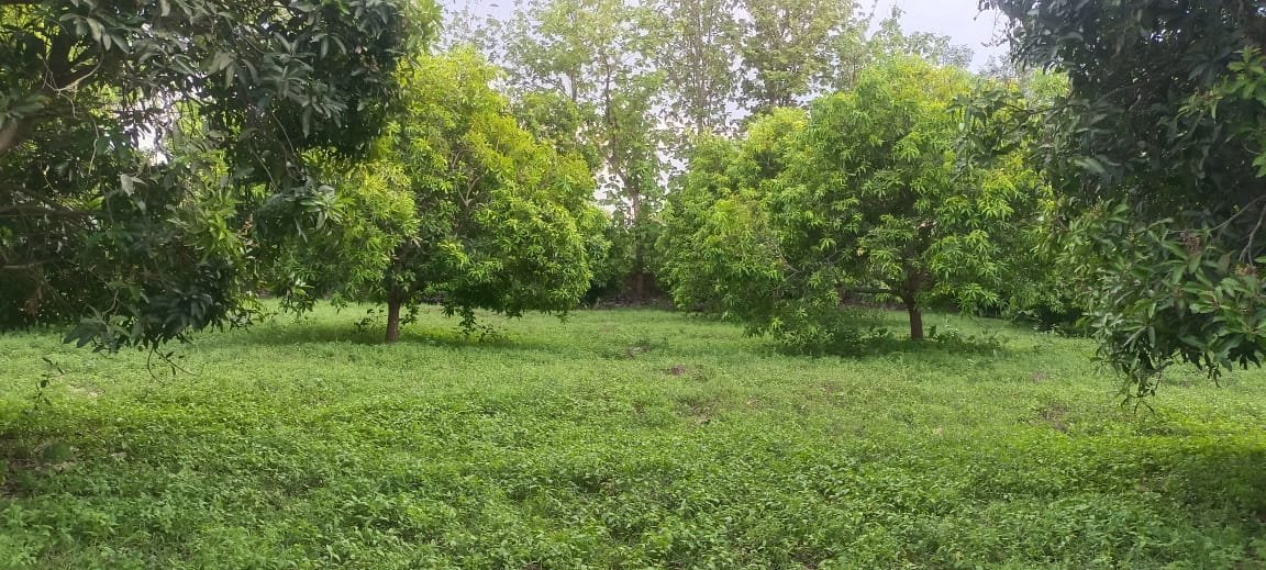 farm lands for sale in gompa jaitra developers